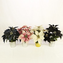 ƿ}QĔz߼ҾbczӰ[m滨