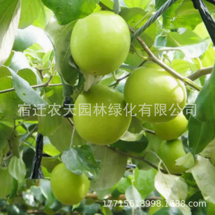 ̨�������������F���ۗ������ţ���O���۽z�����ϱ����Nֲ������