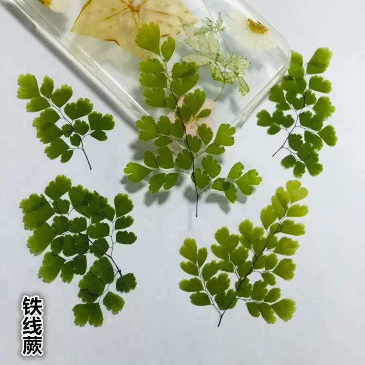 铁线蕨厂家直销压花贴画装饰干花标本银杏叶满天星diy手工材料