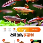 白云金丝鱼冷水活体小型原生鱼唐鱼不加温观赏耐活淡红尾灯科包活