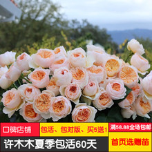 切花朱丽叶月季 切花朱丽叶月季品牌 图片 价格 切花朱丽叶月季批发 阿里巴巴