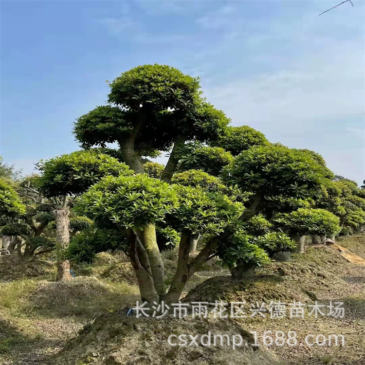 Оптовые деревья морозника в форме 20-30- 40-50cm древнего сучка морозника, основание для садового ландшафта с полными характеристиками