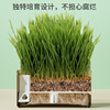 Factory direct selling cat grass wholesale hydraulic barley snacksbuilding hair ball potting placed canned cat grass