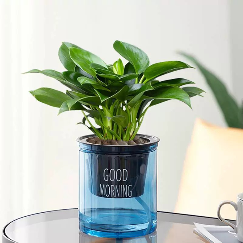 금 다이아몬드 3 개 25-30cm 블루 좋은 아침 분지 + 영양 용액