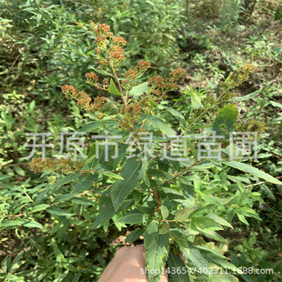 �ۻ����~�������|�����~�������л�ֲ�����l������С��