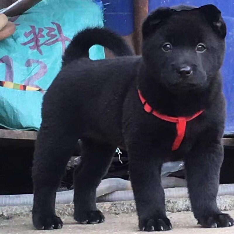 Purebred Five-Black Dog, Mountain Herding and Guard Dog, Authentic Chinese Puppy, Guangxi Hunting Dog, Black Dog for Home Protection and Hunting, Tiger Head