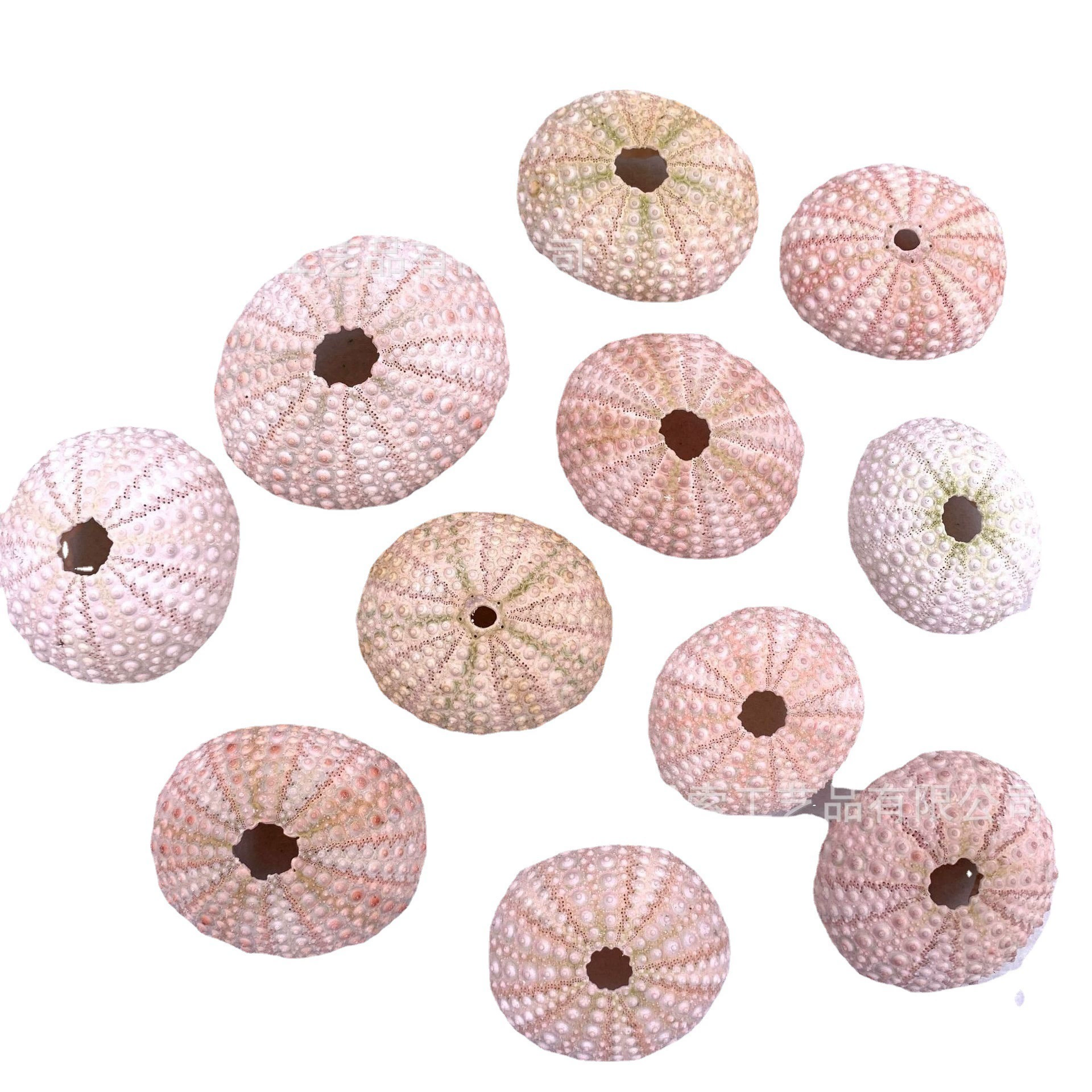 Spot natural sea urchin shell conch, wholesale air pineapple bonsai landscape landscape decoration craftsmanship sea urchin shell
