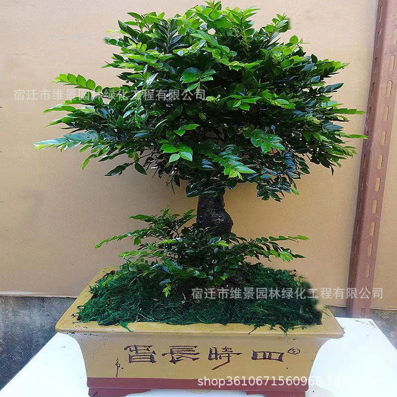 名贵小叶紫檀盆景树苗室内外绿植办公室四季常青植物客厅花卉盆栽