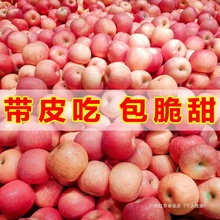 整箱栖霞山东烟台脆甜应季水果当季平果红富士苹果中国大陆