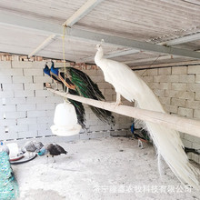 孔雀活体出售观赏孔雀活物孔雀苗批发成年种孔雀养殖多少钱一只