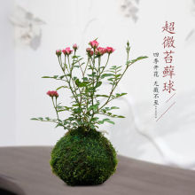 带花四季开花迷你微型月季玫瑰姬苔藓球阳台窗台桌面绿花卉批发