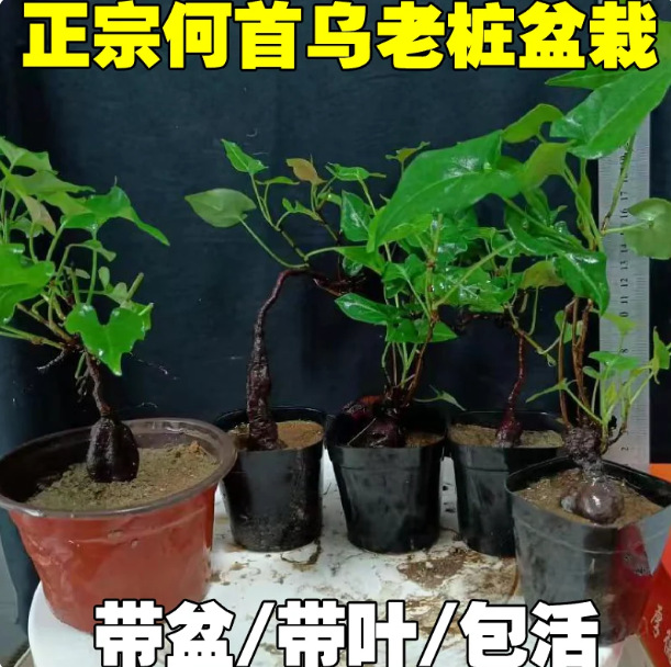 何首乌盆栽种植老桩植物根球盆景爬藤植物中草药植物盆栽微型盆景