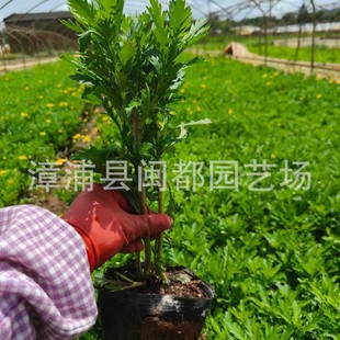 ľ���� �I�B���� ��� 30cm �Ͱ�� ���@��ƺ�c�Y�� �F؛���l