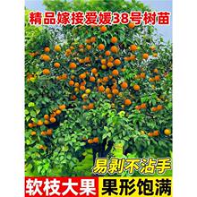 ����38̖�������Ә�����ȹ�������̨�����ָ̘���Ѫ�Ȯ���Y��