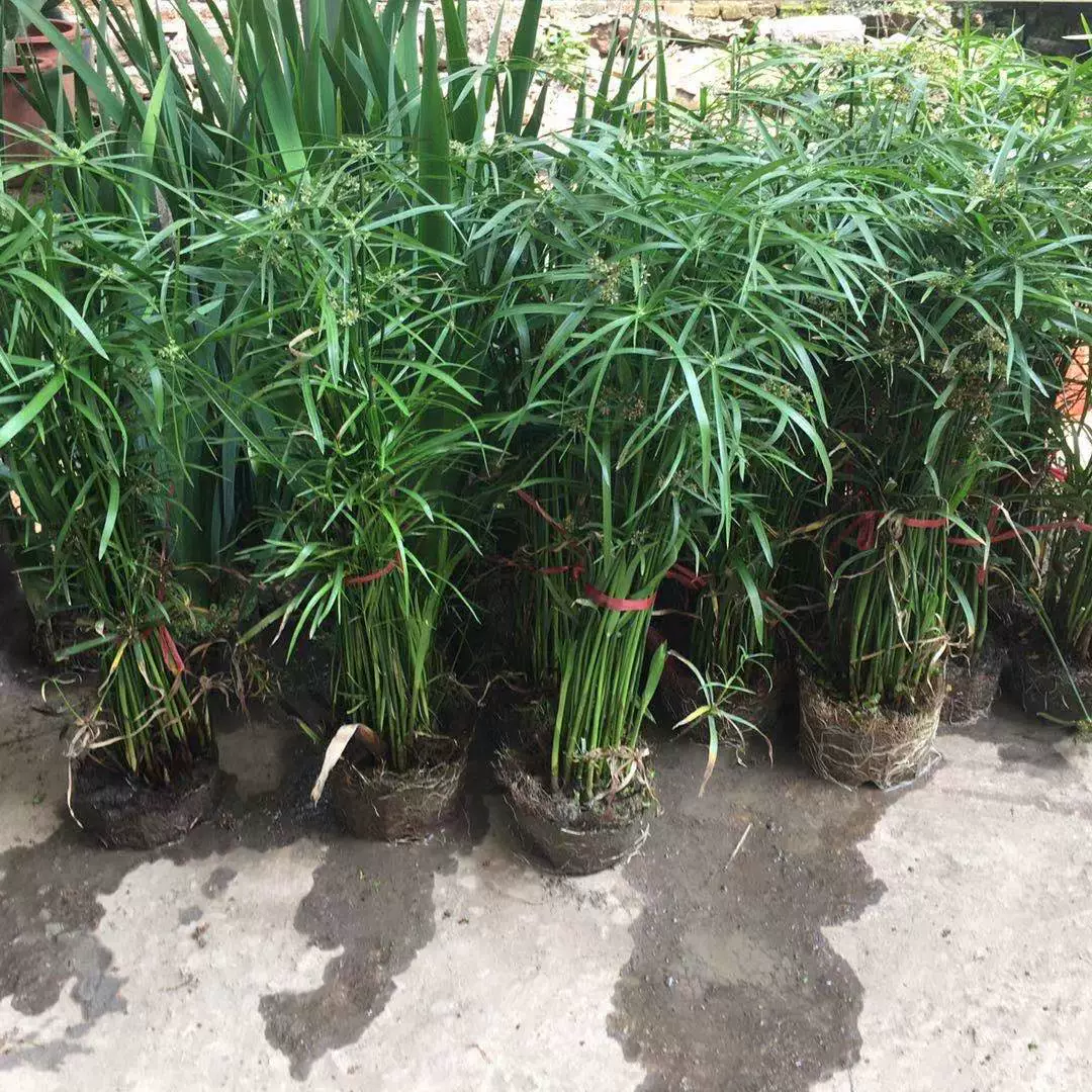 Ветряная мельница Трава Водные растения Гидропонные растения Зонтик Трава Амфибии Зеленые растения Пруд Рыба Пруд Очищает качество воды