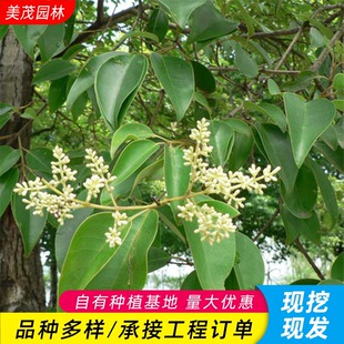 ���۰�Ϟ�� 8����10����15���ְ�Ϟ�� ��Ϟ���� ������Ϟ����