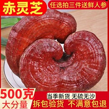 长白山灵芝野生干货整枝赤灵芝整朵林芝泡酒茶煲汤可切片