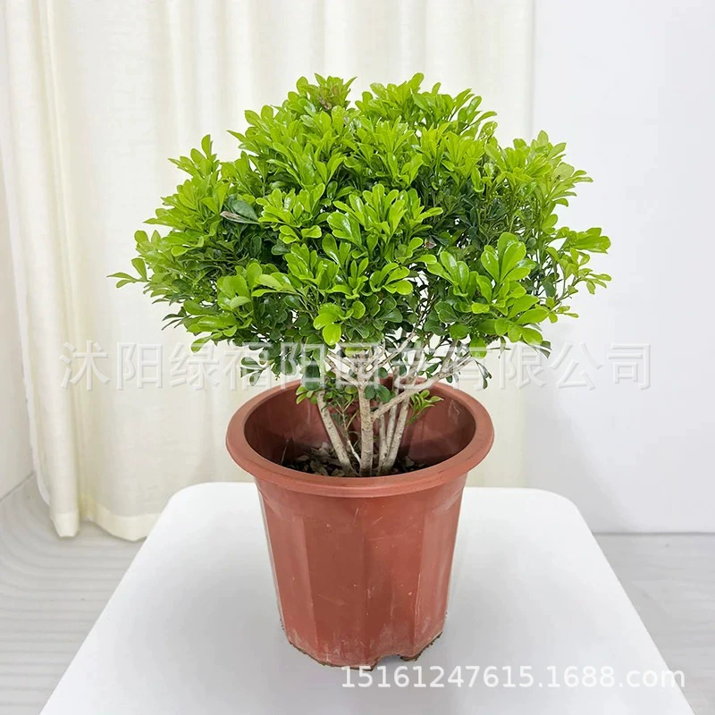 Цветок Миланский леденец в горшке Цветок Миланского растения цветет в любое время года с бутонами и ароматными старыми зелеными растениями.