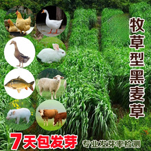 ݷNļѶͺݷNBֳuţ~ݷN