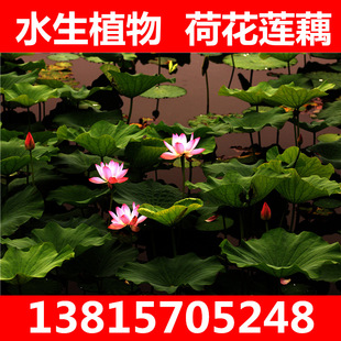 Lotus Seedlings and Root Blocks of Various Colors Are Available