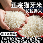 【买10斤送10斤】猫牙米超长粒香米软糯大米丝苗米农家象牙米