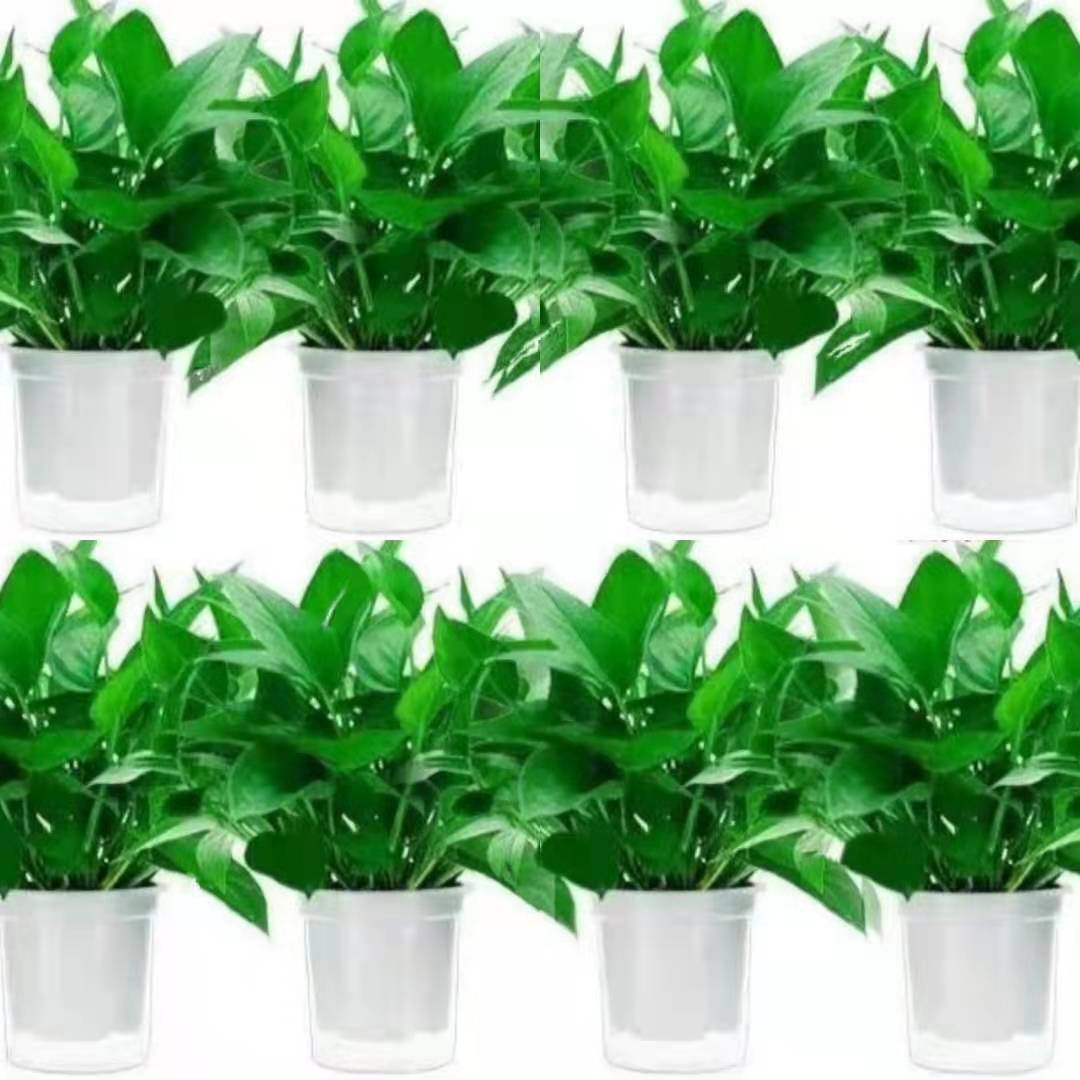 게으른 이중 흰색 화분 6개 + 비료 6개 [특별 제공 작은 녹색 무]