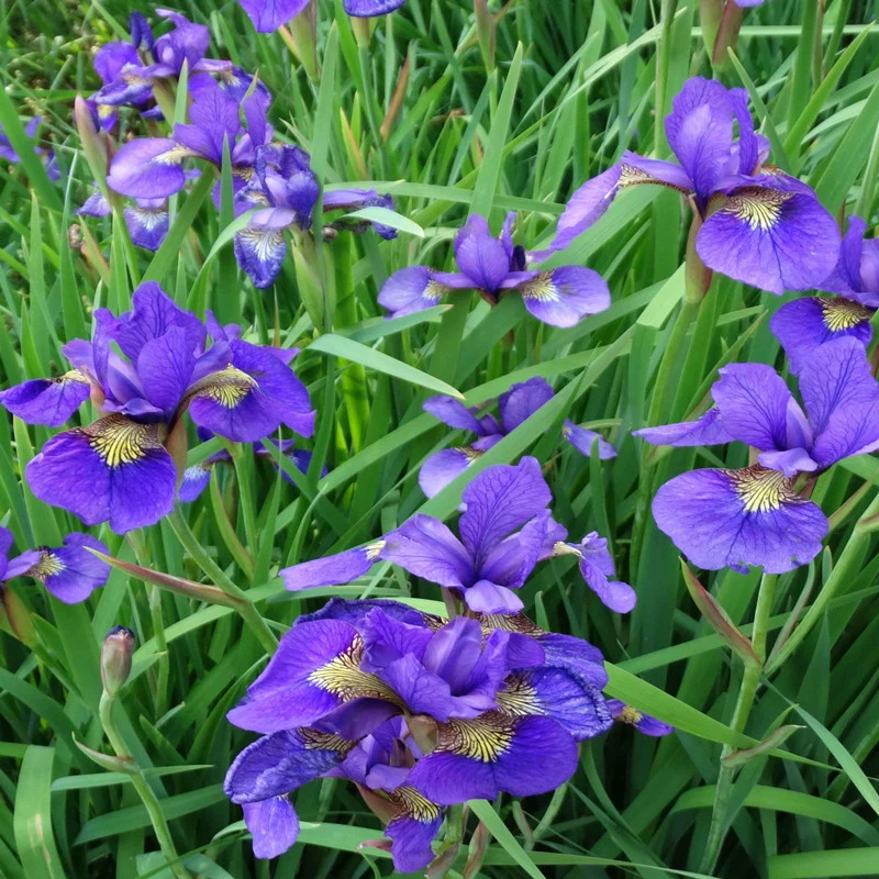Синий Цветок Ирис Семена Многолетние Морозостойкие Сад Семена Цветов Семена Цветочных Растений Четыре Сезона Посев Семена Цветов