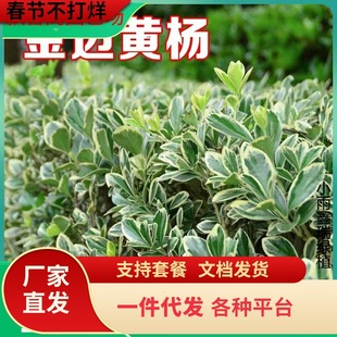 ��߅�S����ͥԺ�G����ľ�ļ������ͺ����B���^�~����h�ʳ��G����