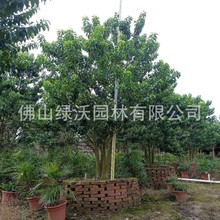 �����F���ࡢ�������y�㡢�����f��ǧ�t