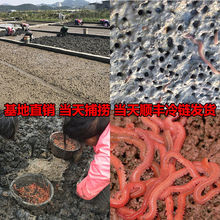 红虫鲜活海钓鱼饵野钓饵料活沙蚕红青虫鱼饲料顺丰快递海蜈蚣蚂蝗