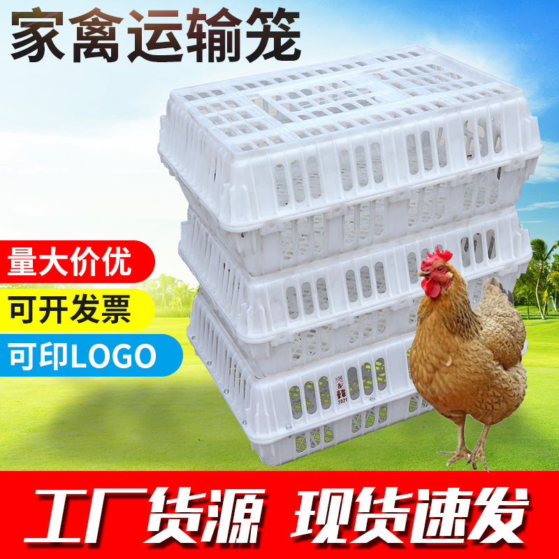 源头装鸡鸭兔鸽子筐加厚熟胶元宝家禽屠宰周转运输塑料盛鸡鸭兔笼