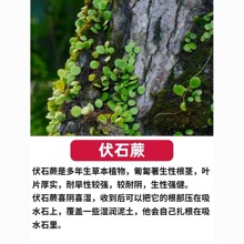 �ļ����G��ʯާ����ާ�Gֲ����ˮꑸ׼�ɽ�������쾰ֲ�ﱧʯɏ