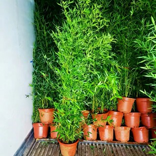 �����������l��Ƥ�����P��Сë�����Խ�����������辰�ͺ�