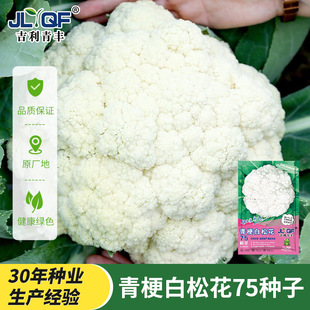 �๣�ɻ��˷N�ӷN����󻨲˲˻�������Ҭ���������ļ��߲����ѷN