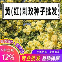 һ���S��õ�N�� �t��õ�N�� ��õ�� ӲƤ�� �S��õ õ��N���Nޱ