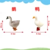 Duck + goose