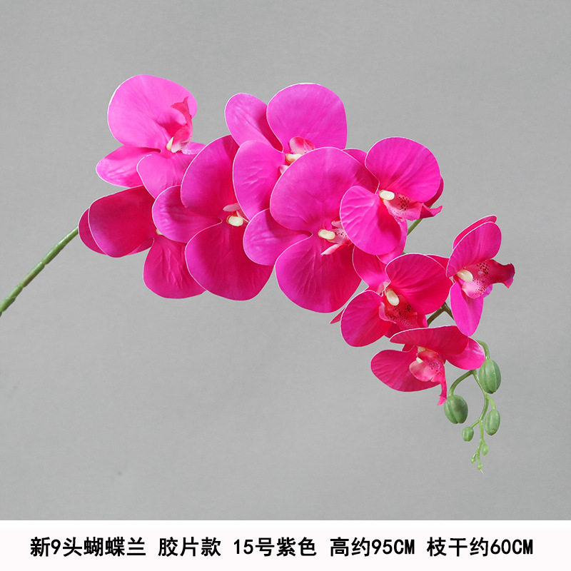 9-head film waterproof phalaenopsis purple