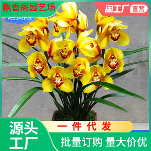 Orchid Seedlings Bloom in All Seasons, Strong-Scented Florals and Green Plants, Ink Orchid, Clivia, Phalaenopsis Potted Plants, Easy to Grow in the Balcony and Living Room
