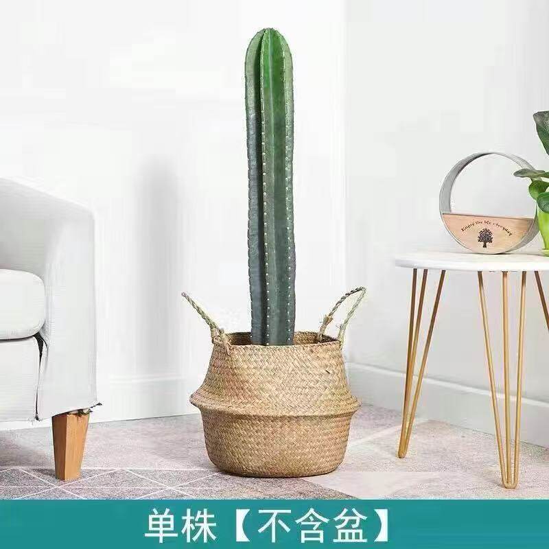 量天尺【70~80cm高】带根须