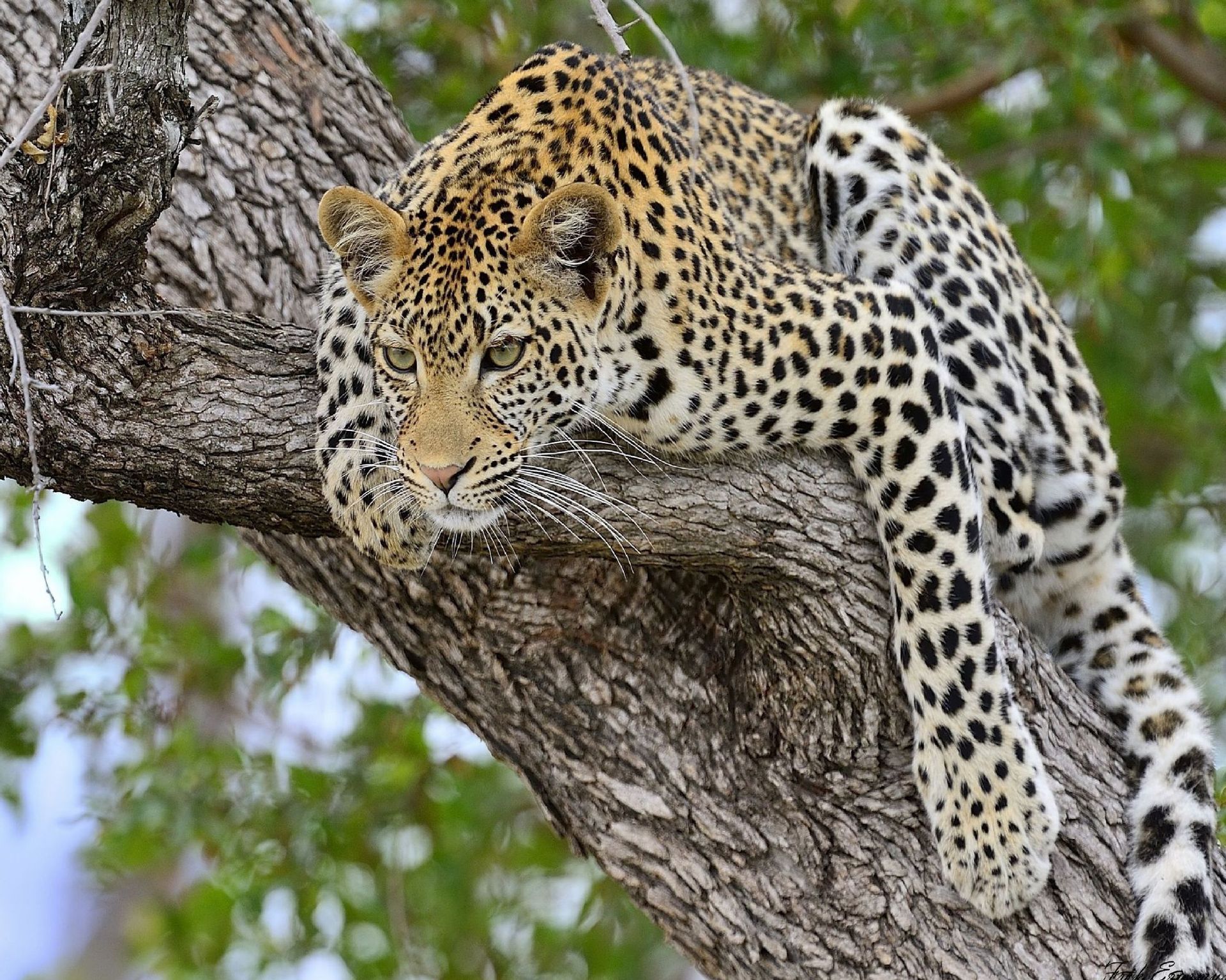 Cross-border 5d Amazon diamante pintura pegatinas hecho a mano DIY animal ladrillo pintura sala de estar pintura decorativa pegatinas al por mayor