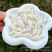 白色两头尖卷管螺手工diy材料天然贝壳海螺鱼缸画框漂流瓶装饰品