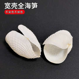天然宽壳全海笋稀有价值标本海螺贝壳拍摄造景装饰地中海家居收藏