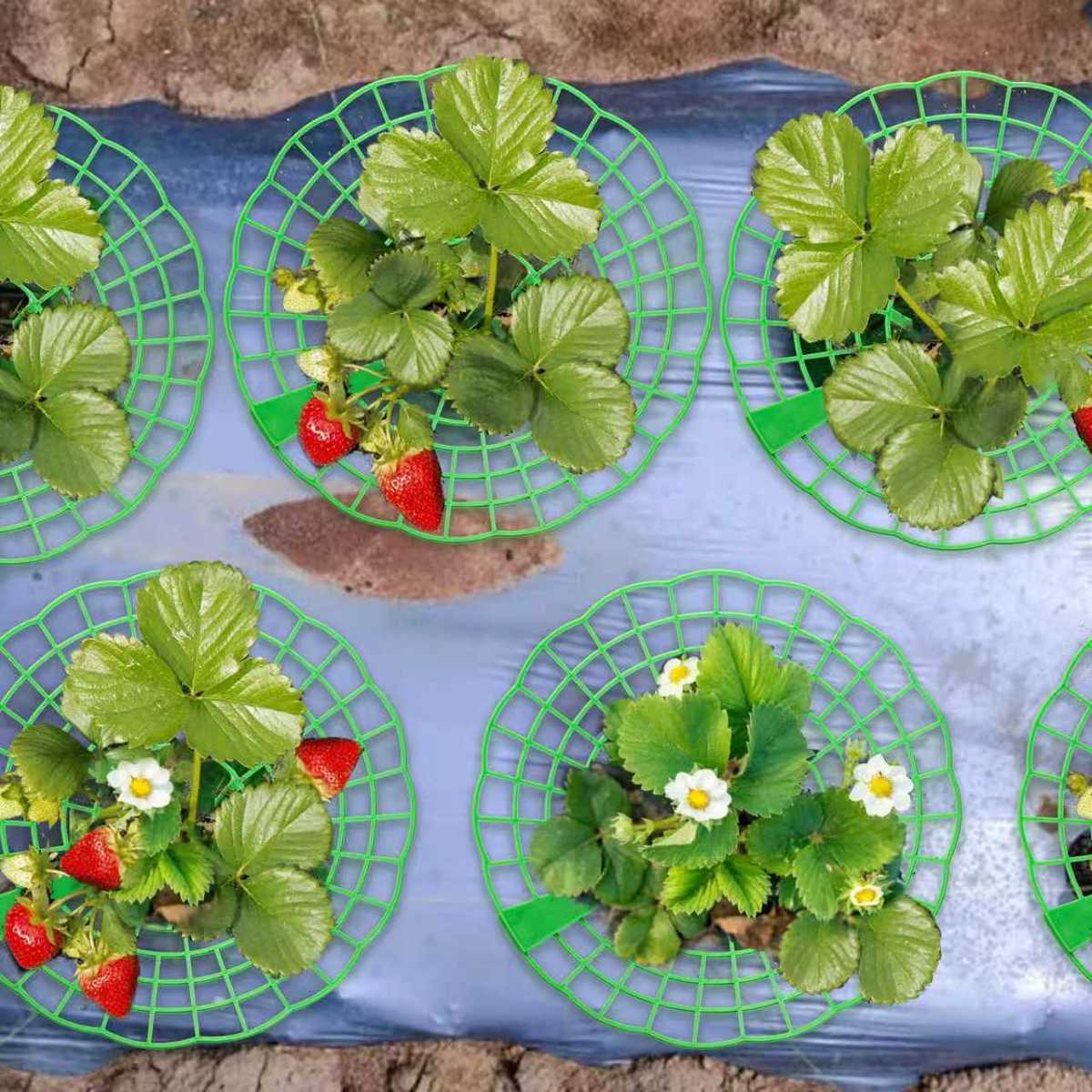草莓支架托架阳台园艺种植圆形家庭家用拼接盆栽果实支撑架专用
