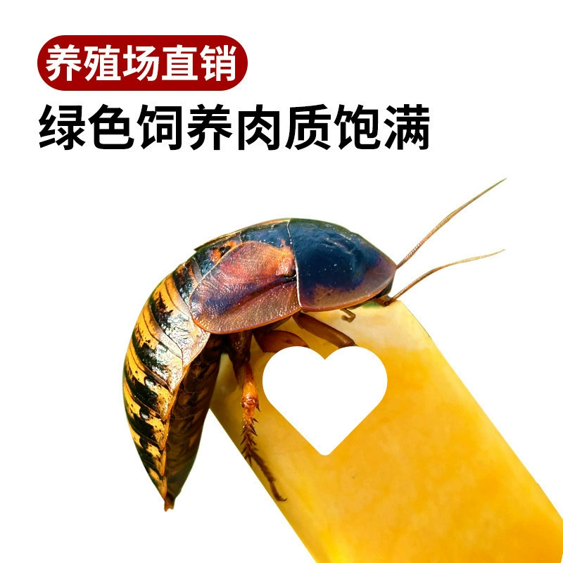 [杜比亚蟑螂昆虫爬宠活饵饲料新成体繁殖组半斤中国]
