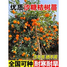 ɳ�ǽۘ����ɰ����ͥԺ�̨���Ե����ͺ��ͺ��ϱ����Nֲ�F�ڬF�l