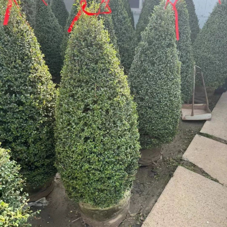 Маленькая восковая леденцовая растительность для озеленения парков и клумб во дворах, маленькая восковая растительность для общественного озеленения.