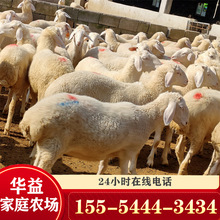 小尾寒羊养殖场批发种羊 杜泊绵羊 澳洲白羊 小尾寒羊萨能奶羊