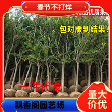 һlĴtەoRͻ˹ܛܛӰʯ