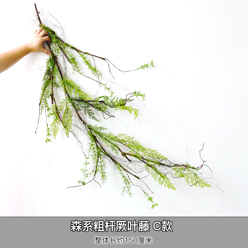 Forest-type thick-stemmed vine with thick leaves—Type C—dry branches