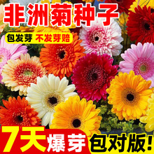 ޾շNӷɻջN̨ļ_^GֲﻨܷN